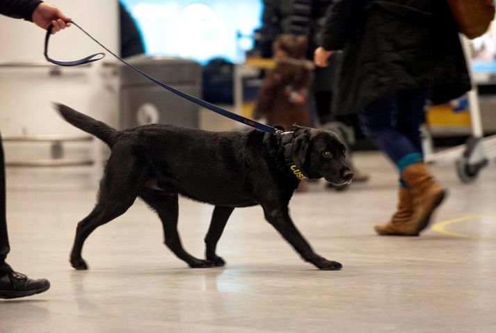 Fíkniefnahundur í Flugstöð Leifs Eiríkssonar. 