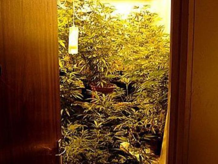 ljósalampar Stolnir ljósalampar finnast gjarnan þegar kannabisverksmiðjur eru upprættar.