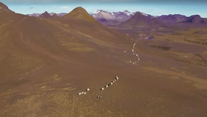 Sauðfé á beit á íslensku hálendi.