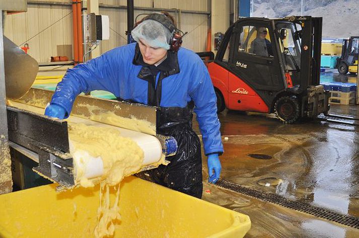 Vinnsla Um 100 manns starfa við loðnuvinnslu hjá Ísfélagi Vestmannaeyja og verður væntanlega nóg að gera hjá þeim næstu daga.Fréttablaðið/Óskar Friðriksson