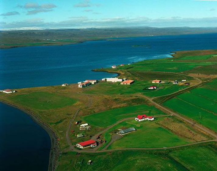 Úr Hrútafirði.