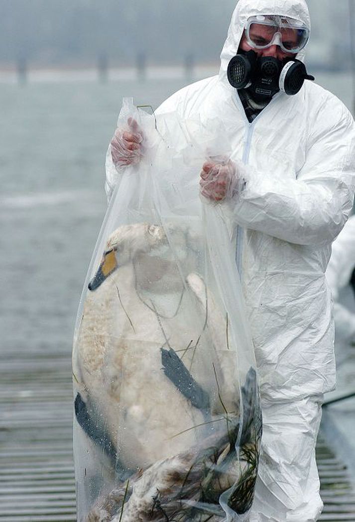 Fuglaflensan 2006 Vísindamenn í Hollandi segja ástæðu þess að þeir þróuðu nýlega stökkbreytt afbrigði af veirunni þá að þekkingin sé nauðsynleg í þróun betri bóluefna.Fréttablaðið/Ap