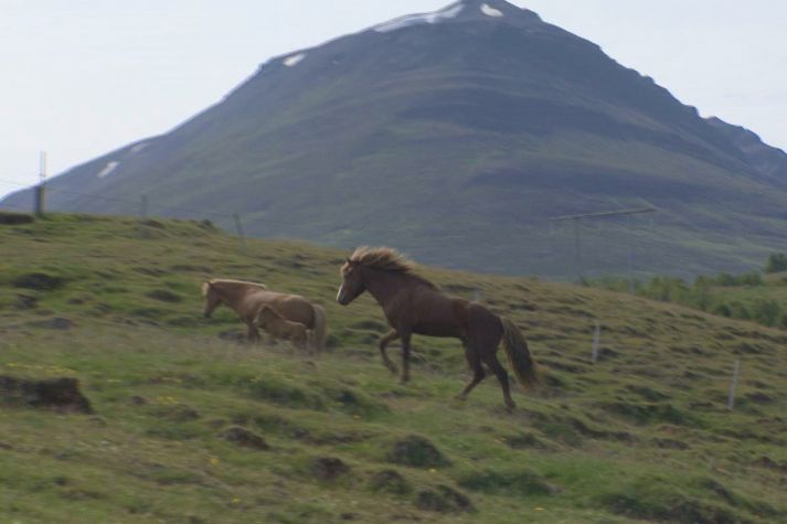 Stóðhesturinn Leynir kannar hryssurnar á Garðshorni á Þelamörk í Hörgárdal.