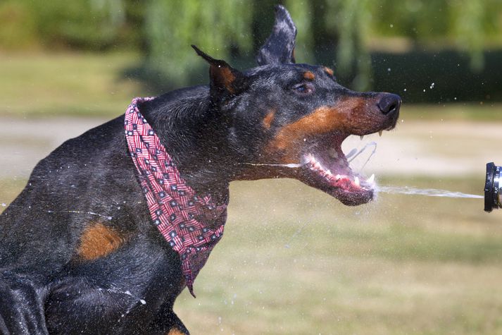 Samkvæmt því sem fram kemur í ákæru glefsaði Dobermann hundurinn í konuna og klóraði hana. Myndin er úr safni.