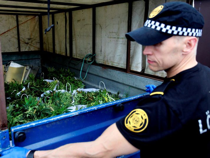 Lögreglan upprætir kannabisverksmiðju.