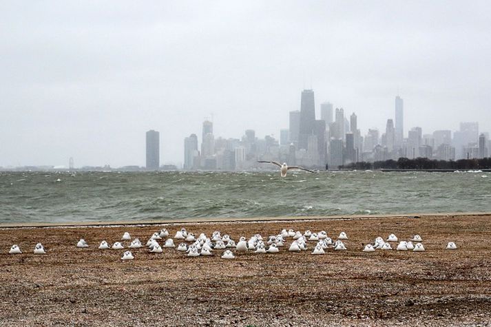 Fuglar á strönd Michigan vatns með borgina hættulegu, Chicago, í bakgrunni.