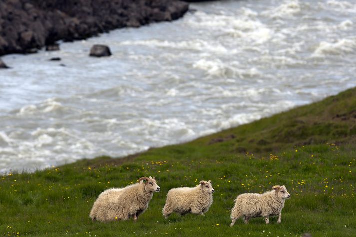 Árlega er slátrað um 10 þúsund tonnum af lambakjöti á Íslandi. Nú eru um eitt þúsund og átta hundruð tonn eftir. Þórarinn Ingi Pétursson segir magnið nú minna en í fyrra.