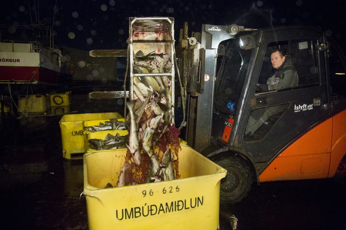 Þessum fiski, ýsu og þorski úr Faxaflóa, var landað úr Dagmey GK í Hafnarfirði í gær. 