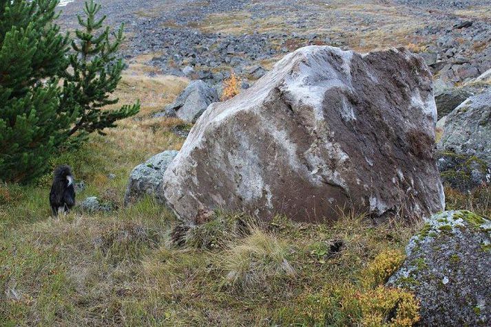 Þetta er næststærsti hnullungurinn sem hrundi úr Gleiðarhjalla í fyrradag. Hundurinn virðist smár við hlið bjargsins. Það stærsta er hins vegar vel ríflega tvöfalt stærra, falið inni í trjálundi.