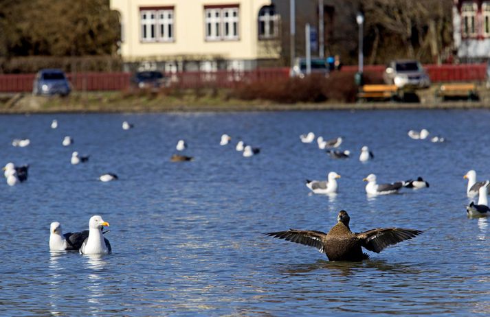 Fuglalíf var gott á Reykjavíkurtjörn í fyrra.