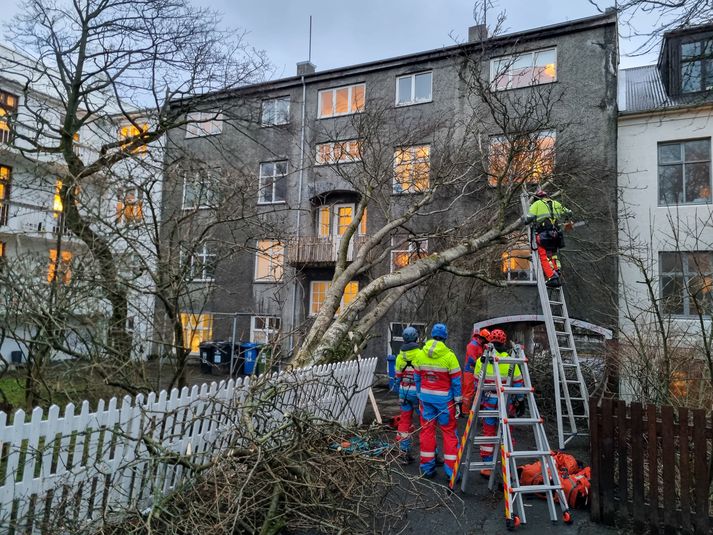 Þetta tré í Vesturbæ Reykjavíkur fékk að kenna á því.