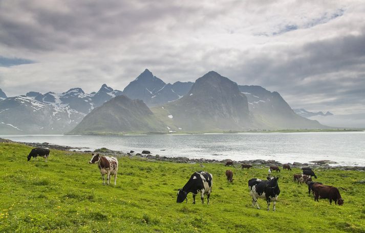 Miklir sumarhitar hafa verið Noregi ásamt þurrki og þarf að skera niður kúastofninn takist ekki að útvega hey.