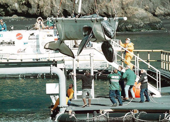 Hér má sjá þegar Keikó er settur í kví í Klettsvík í Vestmannaeyjum í september 1998.