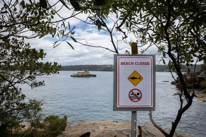 Nico var að leika sér með vinum sínum þegar hákarl réðist á hann.