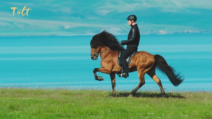 Í myndbandinu eru fimm gangtegundir íslenska hestsins sýndar. Tamningameistarinn Þórarinn Eymundsson er knapi í myndbandinu.