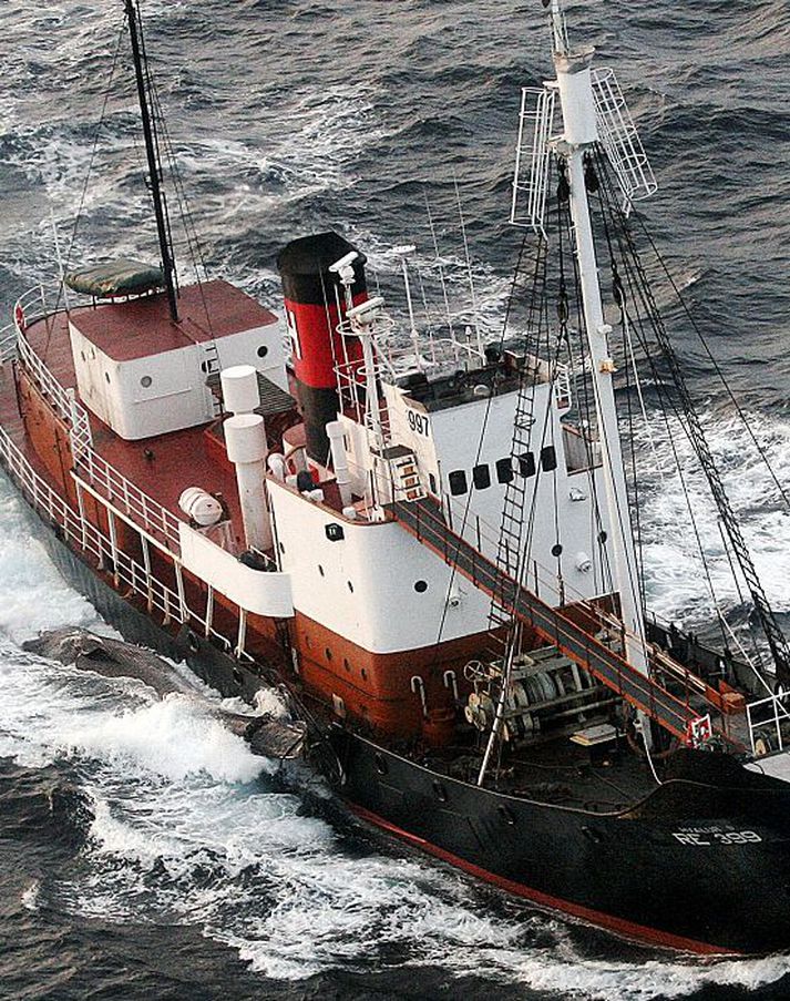 Hvalveiðar á stórhvelum hófust árið 2006 eftir langt hlé.