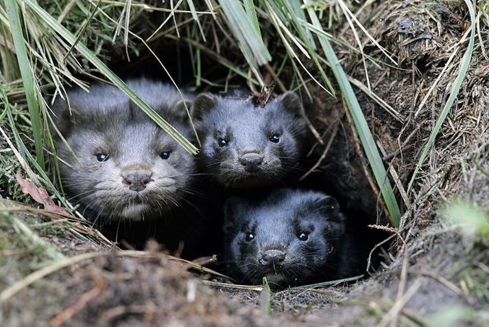 Minkafjölskylda hrúgast saman í holu eftir að hafa verið sleppt frá bóndabýli.