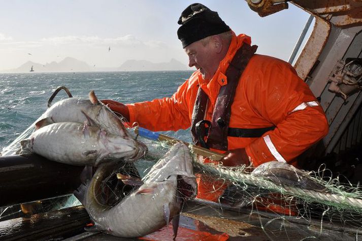 Blóðbað var hjá netabátnum Kristbjörgu á dögunum en á meðan fæst lítið á línu. Kristján Hilmarsson, alltaf kallaður Stjáni Nínon, er hér á rúllunni.