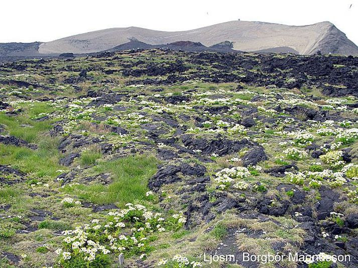 Gróskumikið graslendi hefur myndast á suðurhluta Surtseyjar og baldursbráin er áberandi.