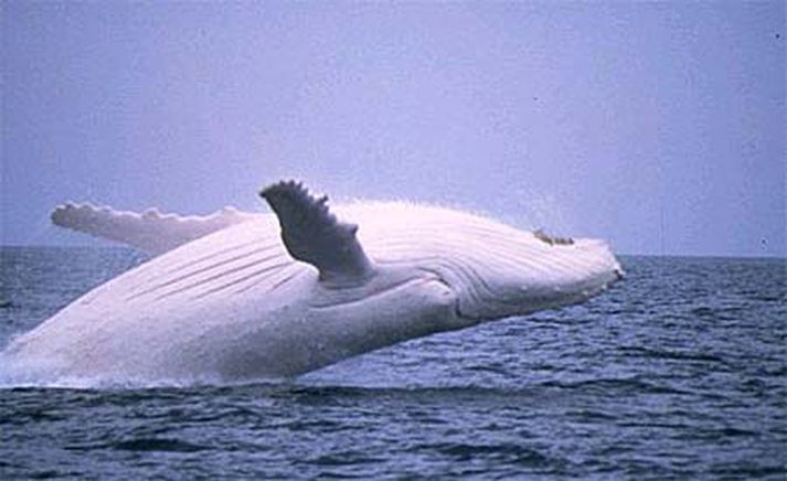Migaloo stekkur.