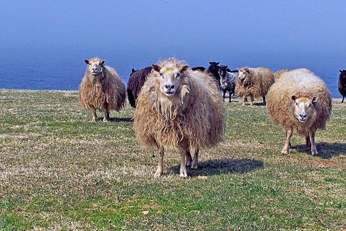 Kindur. Mynd/ Jón Sigurður.