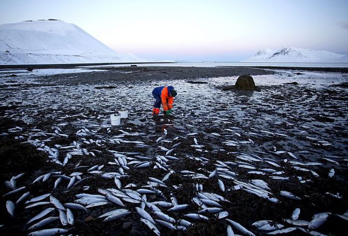 Kolgrafafjörður í vikunni Fyrstu kenningar gerðu ráð fyrir að nokkur hundruð tonn hefðu drepist, en ljóst er að magnið er gífurlegt. fréttablaðið/valli