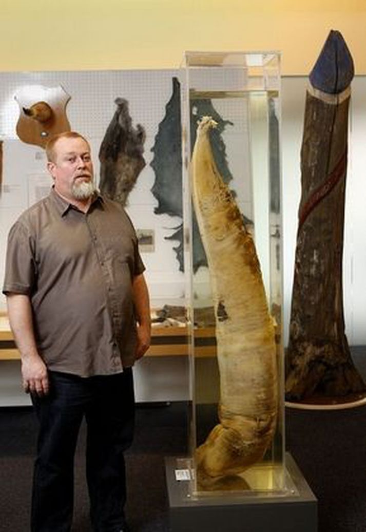 Margt áhugavert ber fyrir augu á Hinu íslenska reðasafni við Laugaveg.