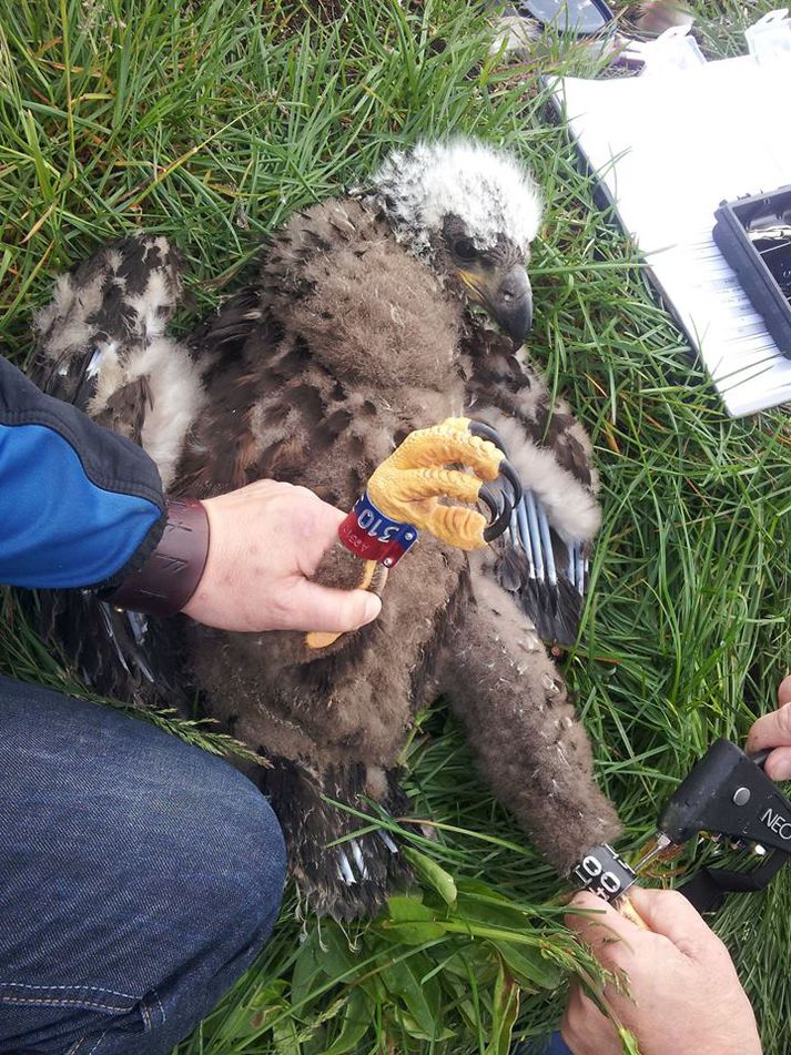 Allar merkingar á íslenskum fuglum falla undir talningarnar. 40 hafarnarungar voru merktir 2014.