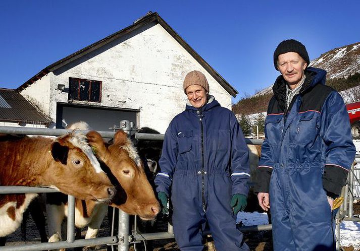 Kristján, Dóra og kátu kýrnar. Flestar kýrnar að Neðra-Hálsi fara út og inn úr fjósi eftir því sem þeim hentar og éta einungis gras. fréttablaðið/gva