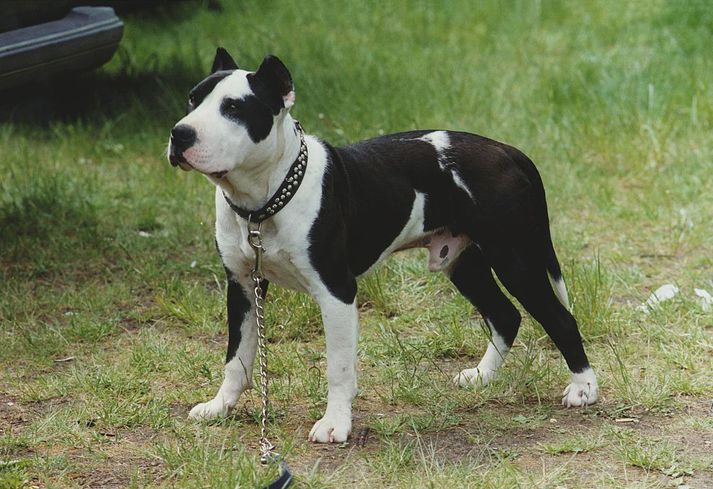 Hundur af tegundinni Staffordshire bull terrier.