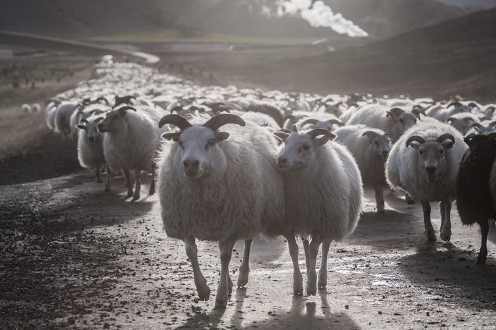 Riðuveiki er langvinn og ólæknandi. Talið er að prótín sem veldur veikinni geti lifað í áratug í umhverfinu og valdið endurteknum smitum. Myndin er úr safn og tengist efni fréttarinnar ekki með beinum hættii.