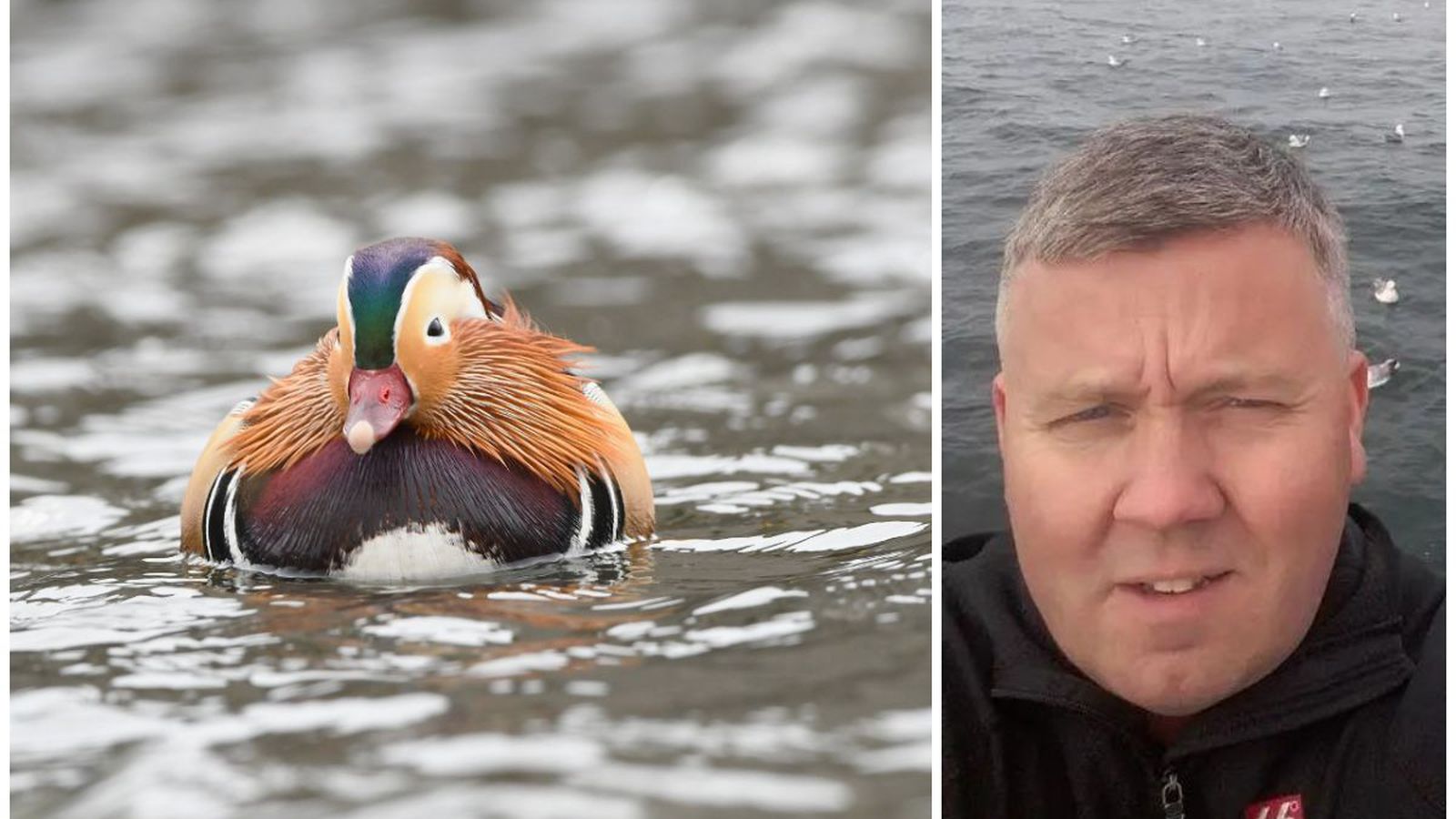 Mandarínönd heillar við Hamar­kotslæk
