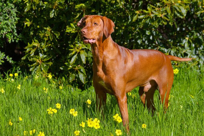 Hundurinn var af tegundinni Hungarian Vizla.