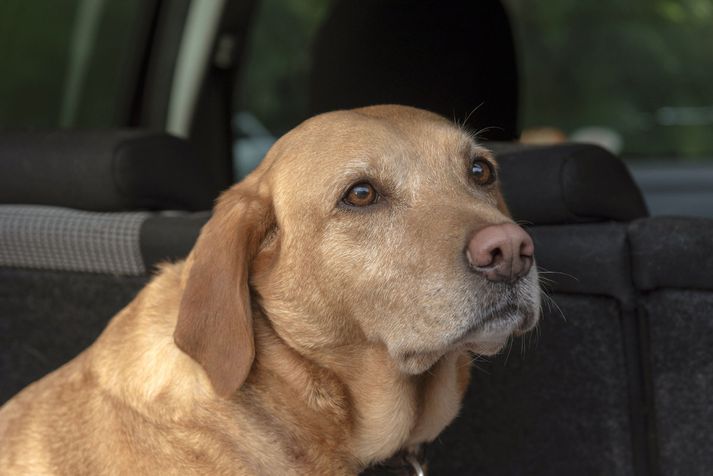 Labrador retriever verður miðaldra hratt.