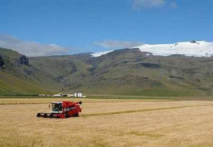 Hækkun heimsmarkaðsverðs á korni gæti leitt til verðhækkana á íslenskum matvælum. Mikilvægt er að efla íslenska kornrækt til að mæta hækkunum á innfluttu korni segir formaður Svínaræktarfélags Íslands.