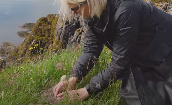 Erla Friðriksdóttir safnar æðardúni á eyjum í Breiðafirði.