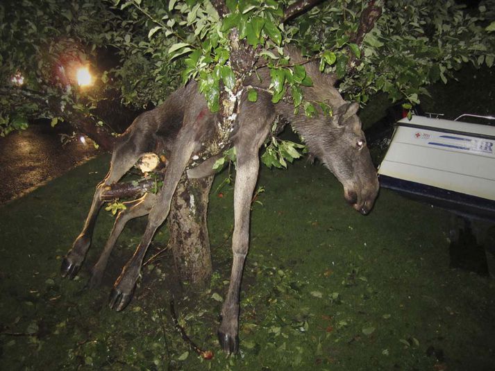 Elgurinn var pikkfastur í trénu.