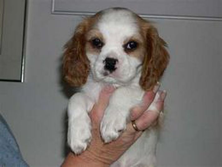 Þröstur átti enga tiltæka mynd af sínum hundum svo þessi tengist fréttinni ekki á nokkurn hátt.