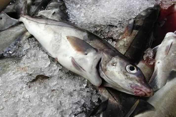 Ýsa hefur um árabil verið með helstu nytjafiskum Breta.