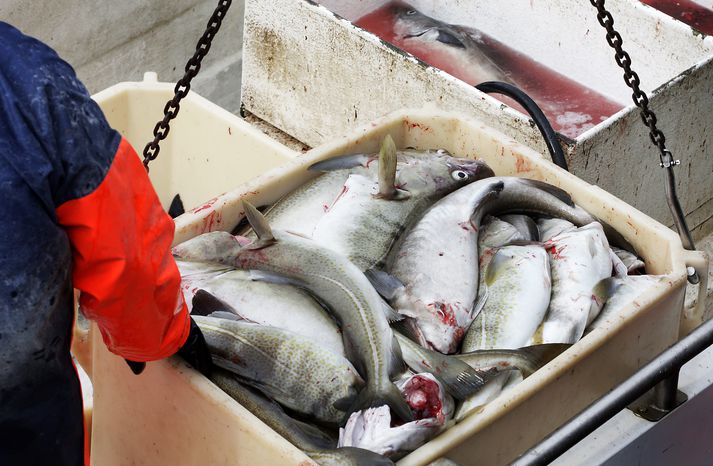 Botnfiskafli jókst um rúm 11.500 tonn