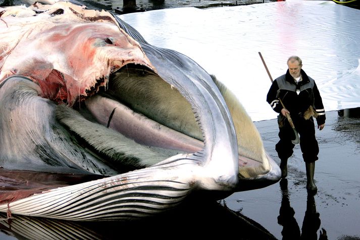 Stjórn Hvalaskoðunarsamtaka Íslands er verulega gagnrýnin á skýrslu Hagfræðistofnunar Háskóla Íslands.