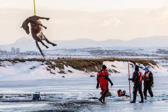 Linda, og vísast margir aðrir, hugsa með hryllingi til þess þegar 12 hross drukknuðu í tjörn á Álftanesi í fyrra.