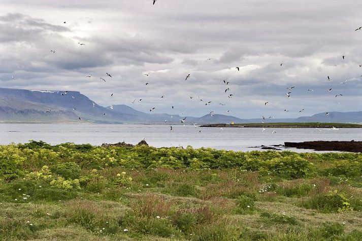 Mikið fuglalíf er í Akurey en nítján fuglategundir hafa fundist á eyjunni.