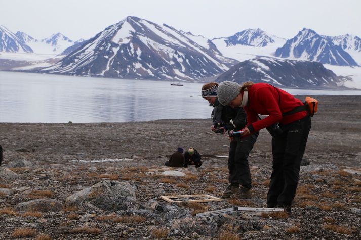 Á Danaeyju á Svalbarða er vaxtartími plantna aðeins einn mánuður. Litlar breytingar á blómgunartíma geta því haft mikil áhrif á vistkerfið.