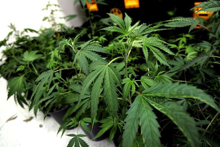 Hampfræ og hamppróteinduft eru vörur unnar úr kannabisplöntunni.