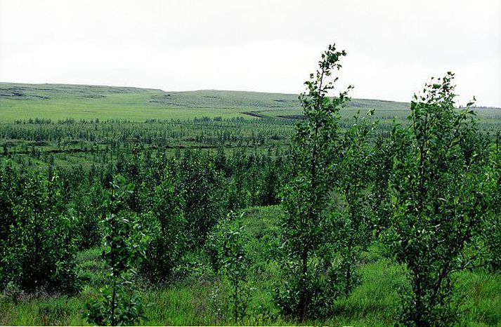 Tré verða ræktuð í Heiðmörk og Esjuhlíðum.