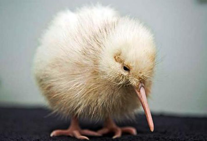 Kiwi-fuglinn er þjóðartákn Nýja-Sjálands. Manukura er eini hvíti Kiwi-fugl veraldar.
