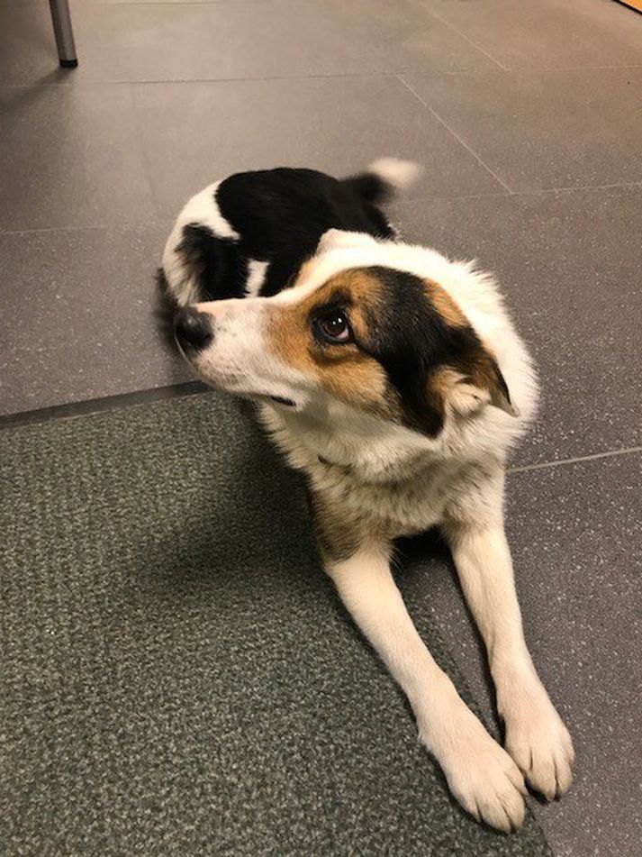 Hvutti bíður eiganda síns á lögreglustöðinni við Hverfisgötu.
