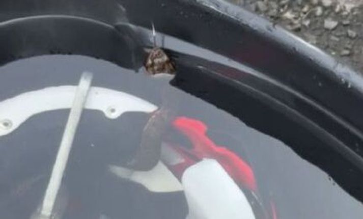 Snákurinn sem var búinn að koma sér fyrir í hjálminum.
