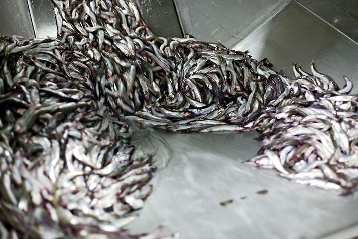 Sjávarútvegsfyrirtæki hafa skilað miklum hagnaði og stefnir í það sama á þessu ári. Þar skiptir góð loðnuveiði miklu.